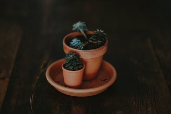 kleiner und großer topf mit sukkulenten - annie spratt auf unsplash